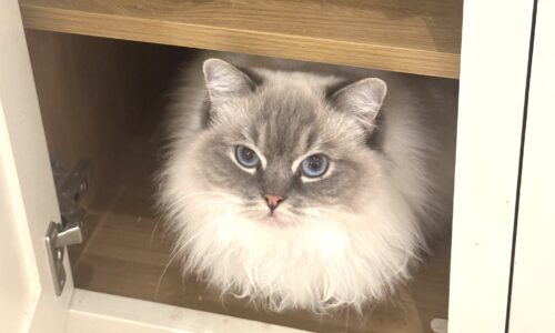 How to Travel Europe for Free: A Beginner’s Guide to Housesitting