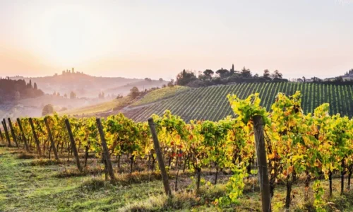 Best Wine Tours from Florence: 7 Unforgettable Experiences in Tuscany