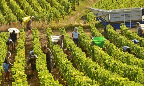 Tuscany in September: Weather, Crowds, Harvest Season & Travel Tips