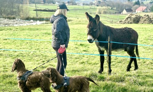 How Housesitting Helped Us Travel Europe for Longer (After 50+ Housesits)